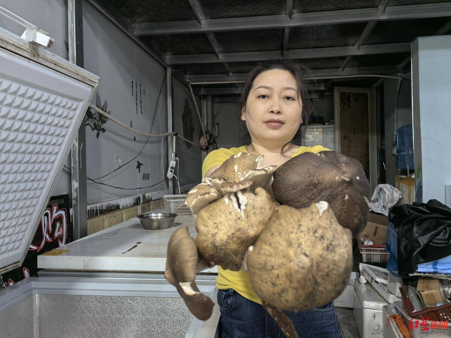 皇冠信用网在线开户_“天价”鸡枞调查：最贵卖到1800元/公斤！雨水少致产量低皇冠信用网在线开户，多地价高客少