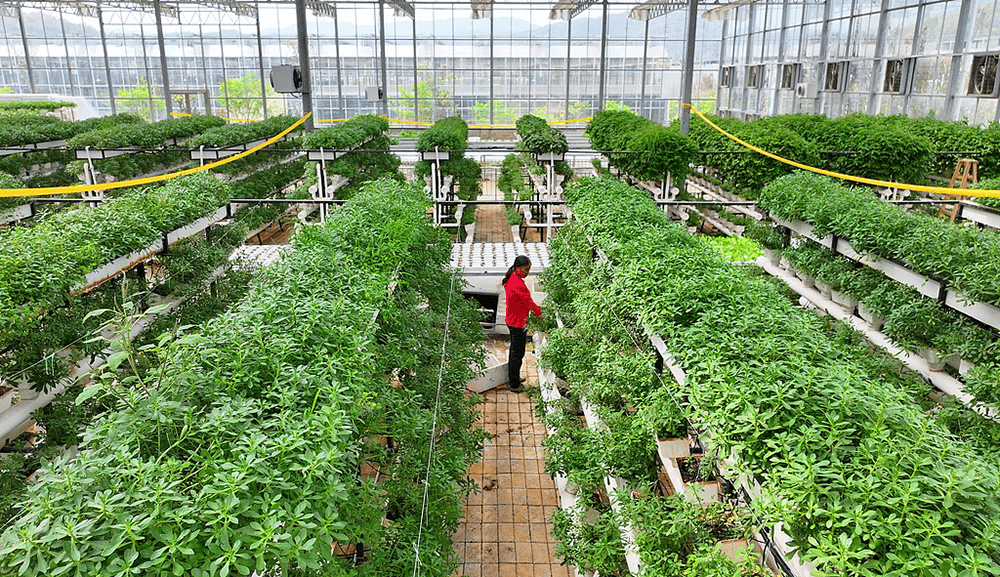 希拉尔足球_全国政协常委、江西省政协副主席谢茹经济日报刊文：如何纾解粮菜争地之困