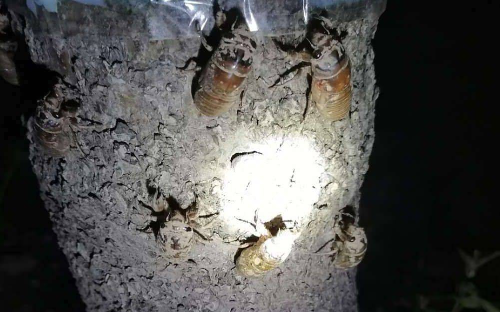 皇冠信用网开户_夏夜在公园里抓“季鸟猴”皇冠信用网开户,违规吗?