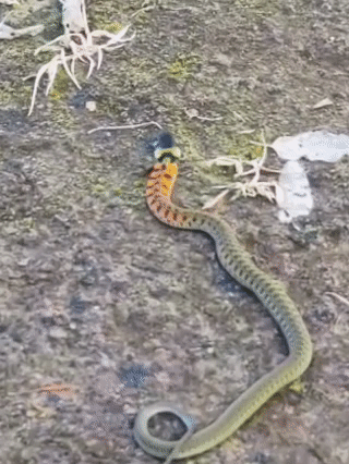 皇冠信用網在线开户_内蒙古赤峰有人拍到了“鸡脖子蛇”皇冠信用網在线开户,有毒!千万小心!