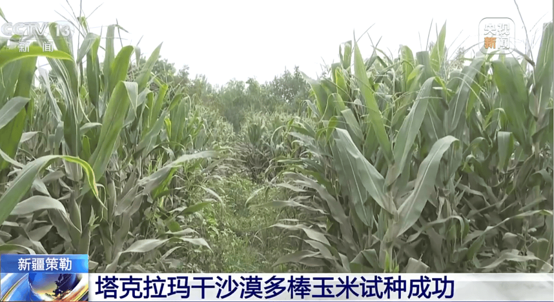 皇冠登一登二登三区别_纪念中国人民抗日战争暨世界反法西斯战争胜利80周年大会第一次综合演练圆满结束【三分钟新闻早知道】