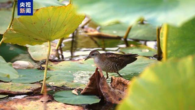 阿祖里联 vs 明迪尔王牌_新疆玛纳斯湿地：首次发现珍稀鸟类姬田鸡
