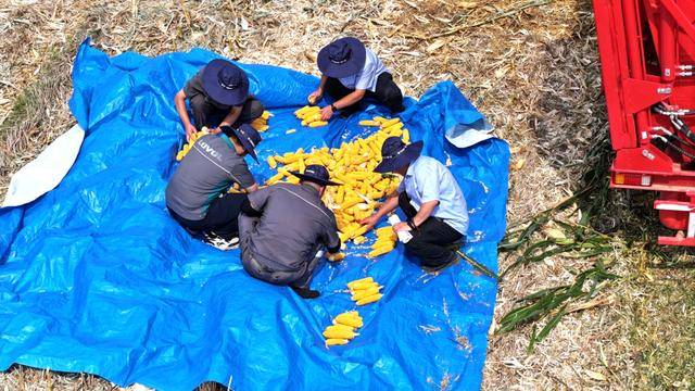 皇冠体育App下载_全国26家实验室参与皇冠体育App下载!由雷沃支持的这场“田间论剑”举行