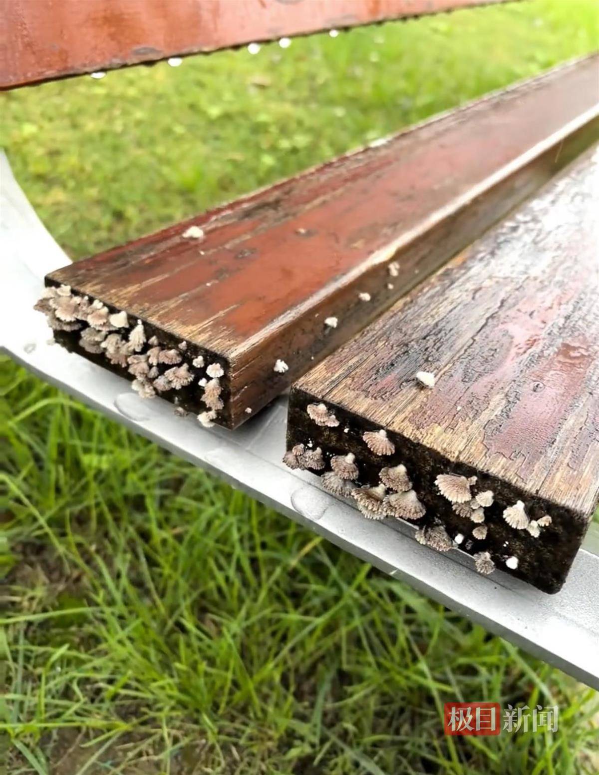 怎么开皇冠信用_西安连续一个多月降雨遍地长蘑菇怎么开皇冠信用，大雁塔受潮，城墙布满青苔，气象局解释成因