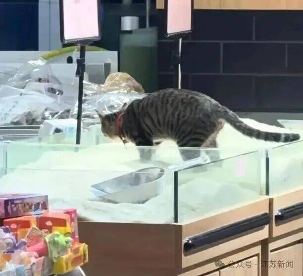 怎么申请皇冠信用网代理_猫在散装大米里排泄怎么申请皇冠信用网代理,又用大米掩盖,涉事超市:已消杀更换新米
