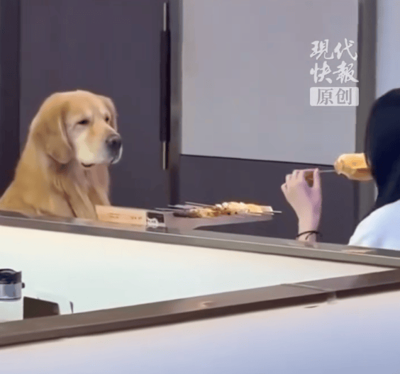 皇冠信用网会员怎么开通_武汉一宠物狗陪女子在烧烤店吃饭口水直流皇冠信用网会员怎么开通,商家致歉:深度消杀